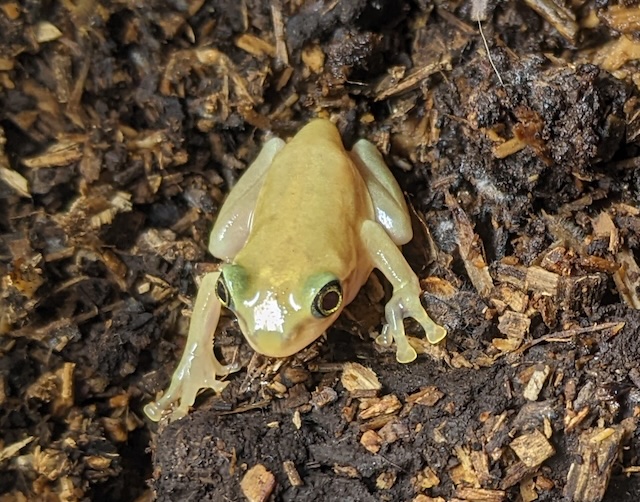 これまでにお寄せ頂いた色変わりガエルの情報